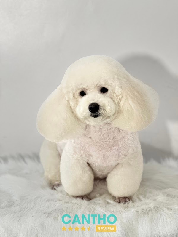 Lima Pet - Thú Y Ngã Bảy – ảnh 3