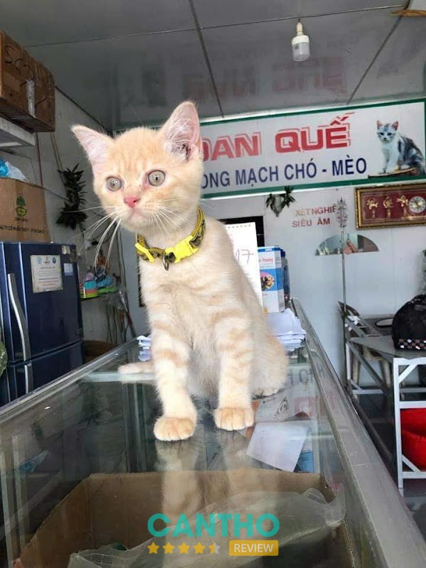 PHÒNG KHÁM THÚ Y ĐAN QUẾ – 22 Nguyễn Trãi, Phường 4, Vị Thanh, Hậu Giang (đc Củ) Nay là, 22 Nguyễn Trãi, Phường, Vị Tân, Cần Thơ, Việt Nam