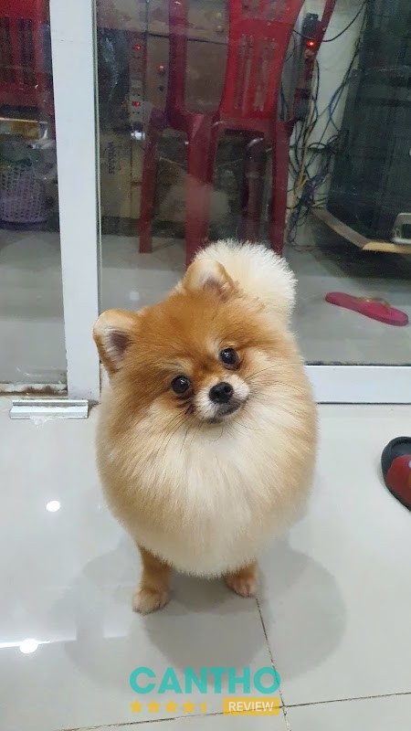 PHÒNG KHÁM THÚ Y SH PET SÓC TRĂNG – 125 Nguyễn Thị Minh Khai, Khóm 3, Phú Lợi, Cần Thơ, Việt Nam