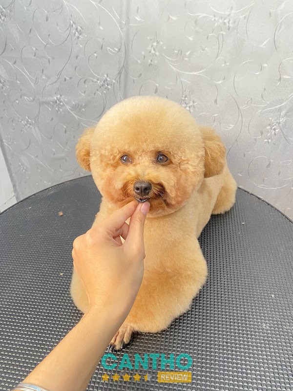 PHÒNG KHÁM THÚ Y SH PET SÓC TRĂNG – hình ảnh 2