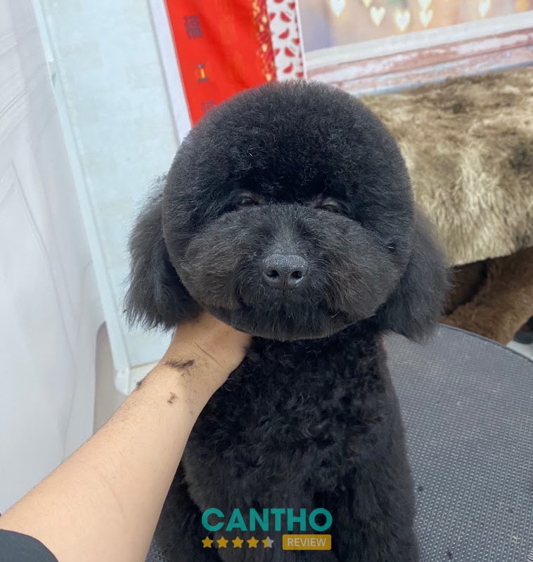 Grooming tại Bamin Pet Home