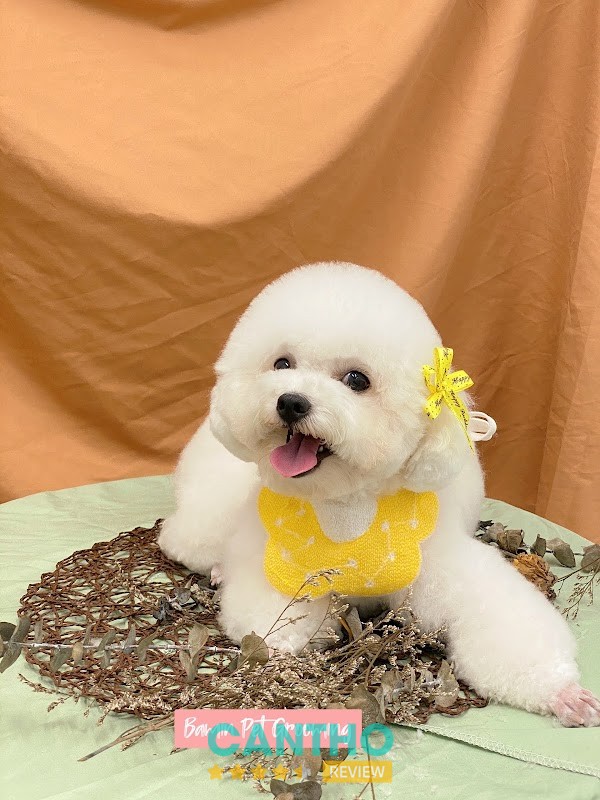 Cắt tỉa lông thú cưng tại Bamin Pet Home