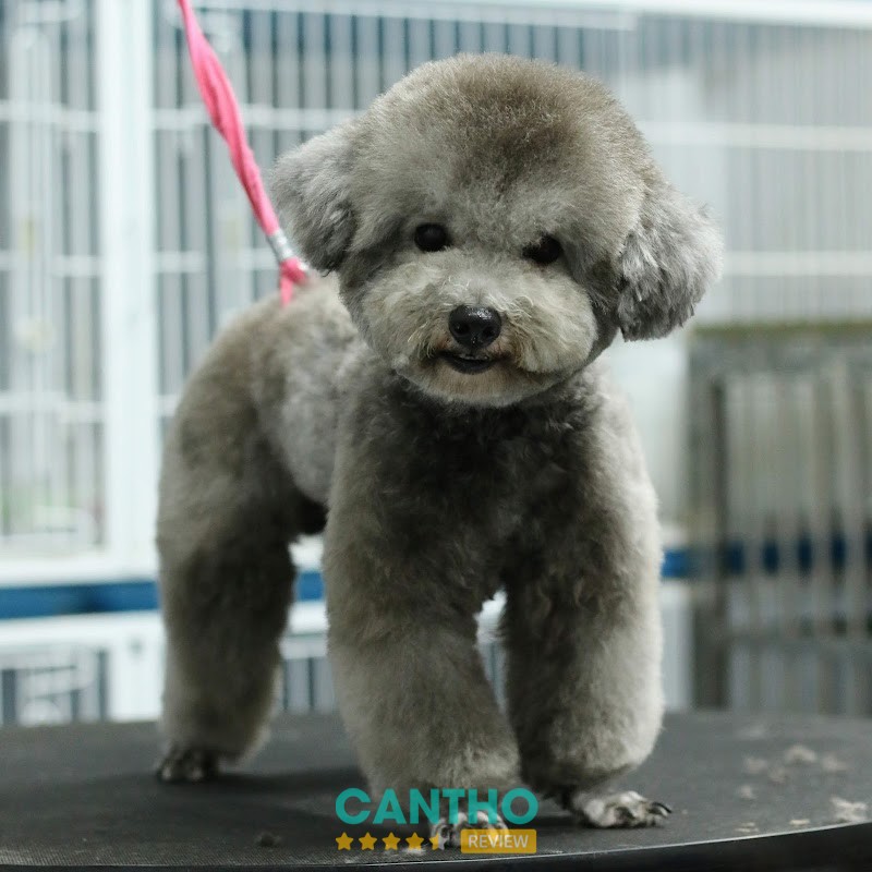 Dịch vụ thú cưng tại RUBY PET CN2