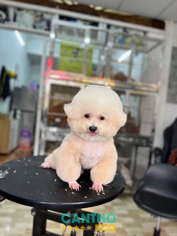 Cắt tỉa lông tại SUPET Cần Thơ