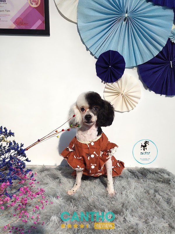 Grooming thú cưng SUPET Cần Thơ
