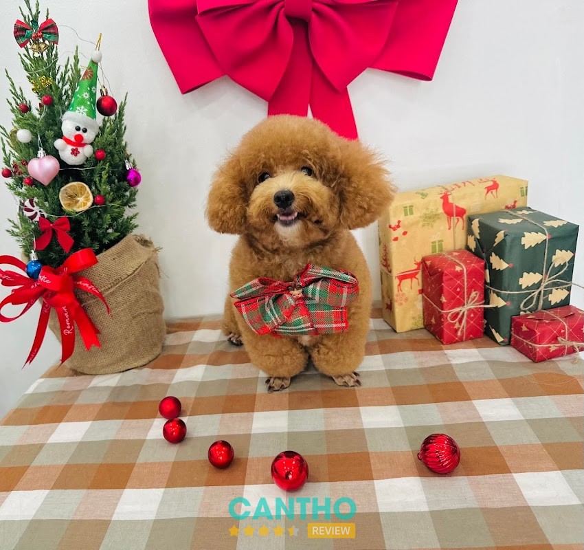 Spa thú cưng HQ PET Cần Thơ