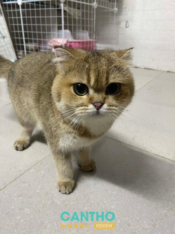 Tắm cắt thú cưng tại HQ PET