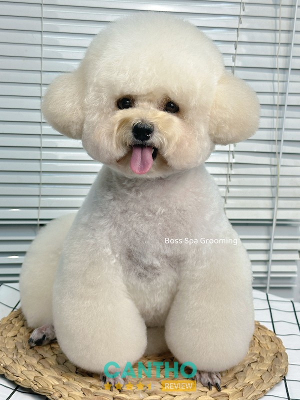 Boss Spa Grooming Cần Thơ