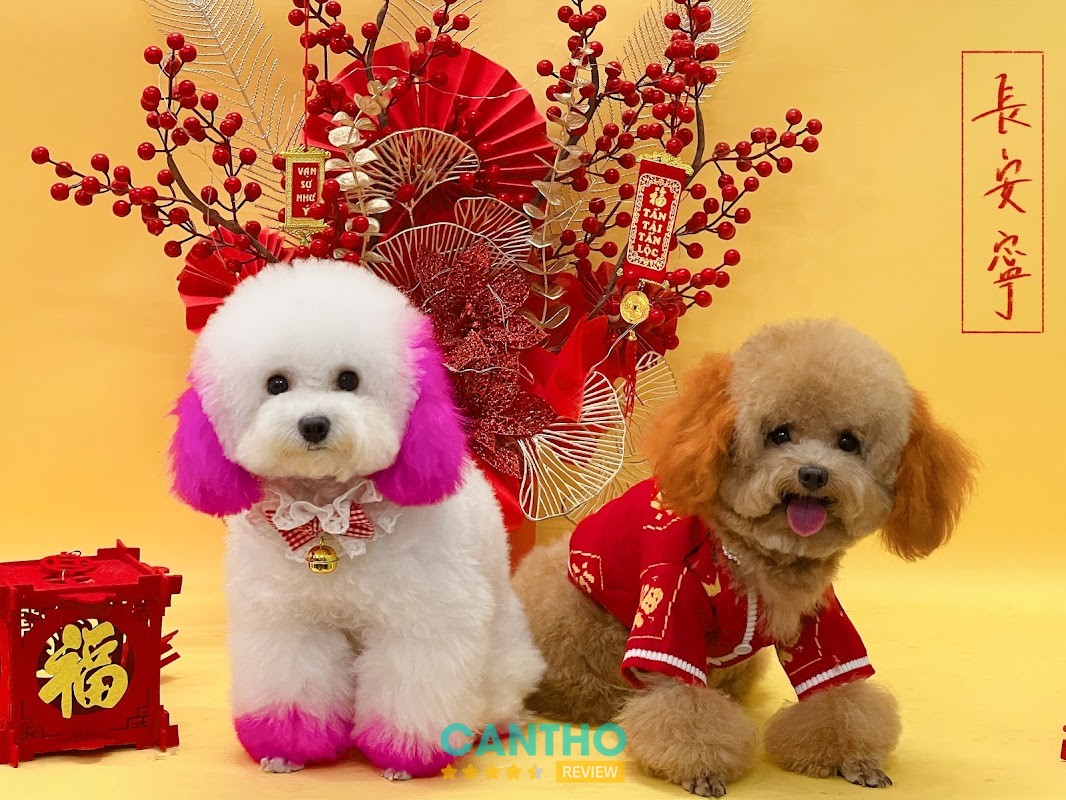 Dịch vụ grooming tại Boss Spa Cần Thơ