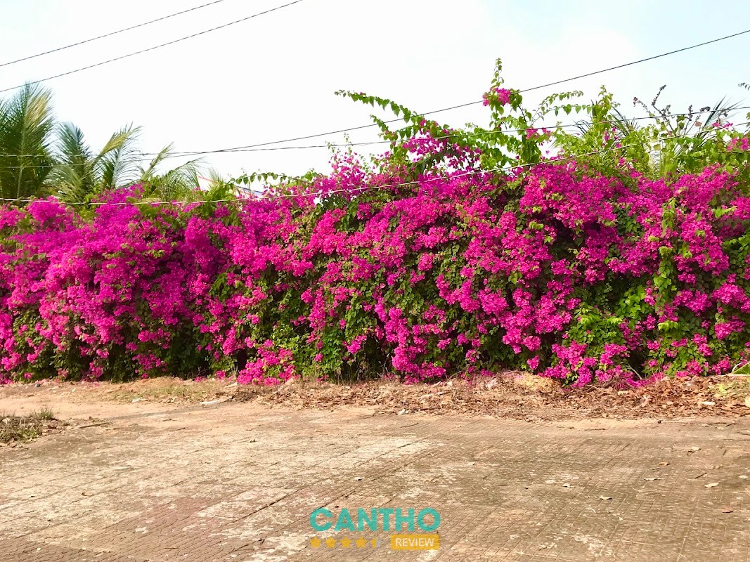 Trường Mầm Non Hoa Anh Đào Vị Tân